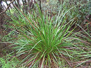 <i>Lepidosperma</i> Genus of grass-like plants