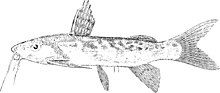 Synodontis nebulosus.jpg