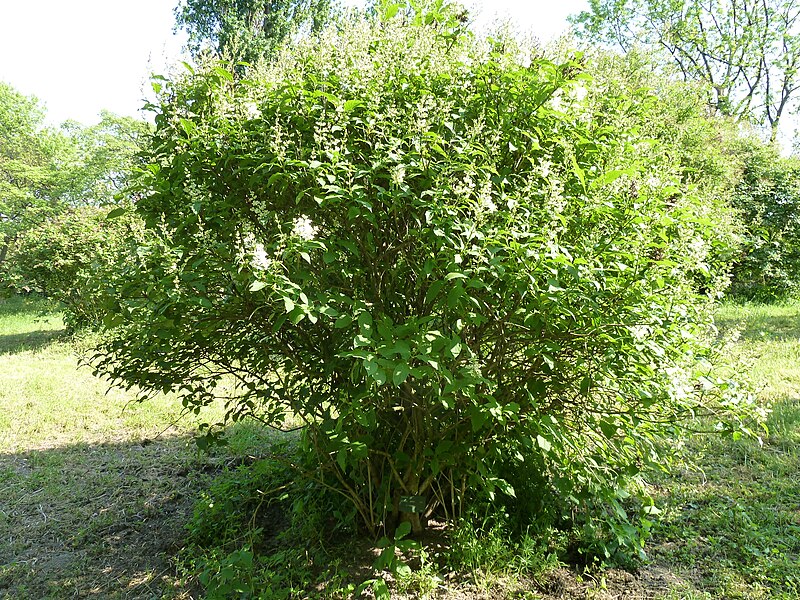 File:Syringa josikaea arboretum Breuil 1.jpg