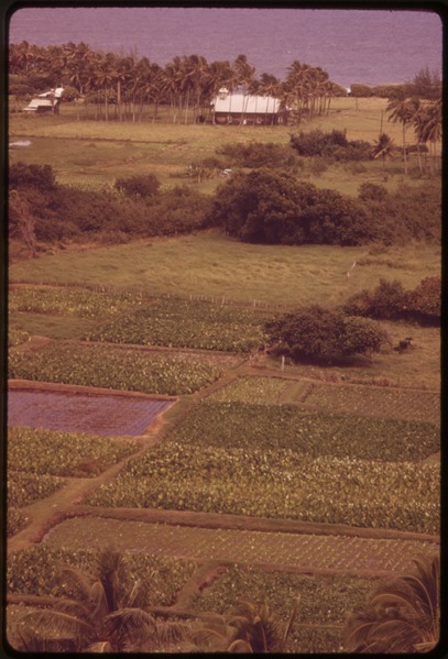 File:TARO PATCHES ALONG HIGHWAY 36. TARO ROOT IS THE BASIS OF POI, A TRADITIONAL HAWAIIAN DISH - NARA - 554078.tif