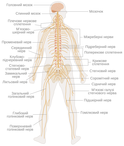 File:TE-Nervous system diagram-uk.svg - Wikimedia Commons