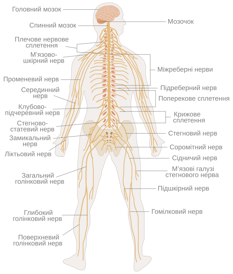 nervous system diagram unlabeled