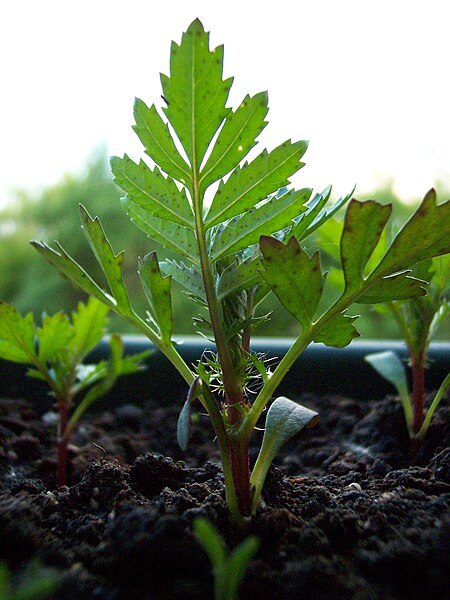 File:Tagetes-grow4.jpg