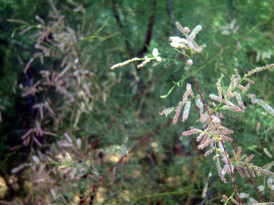 Tamariu de França