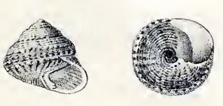 Tegula hotessieriana