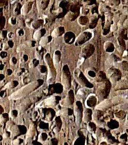 Perforacions i galeries creuades en la fusta fetes per Teredo navalis
