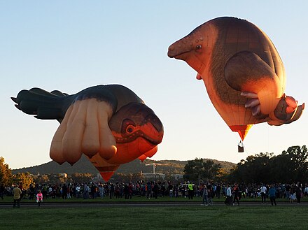 The Skywhale and Skywhalepapa in 2021