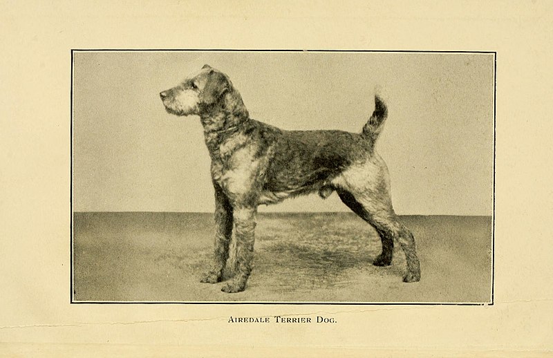 File:The dog in health, accident, and disease (6959843594).jpg