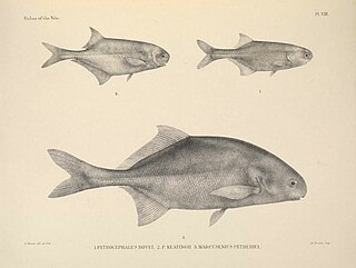 <i>Petrocephalus</i> Genus of ray-finned fishes