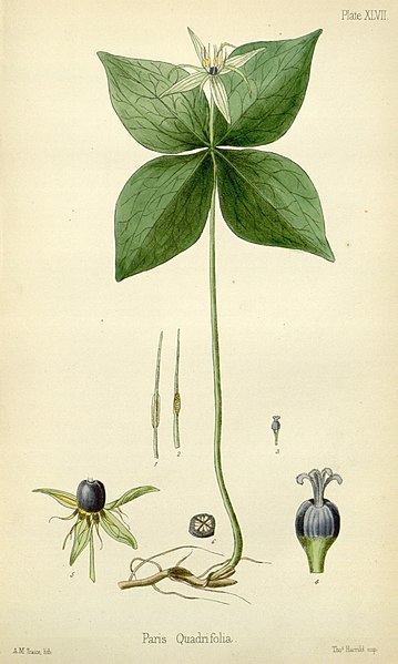 File:The flora homoeopathica (8261687800).jpg