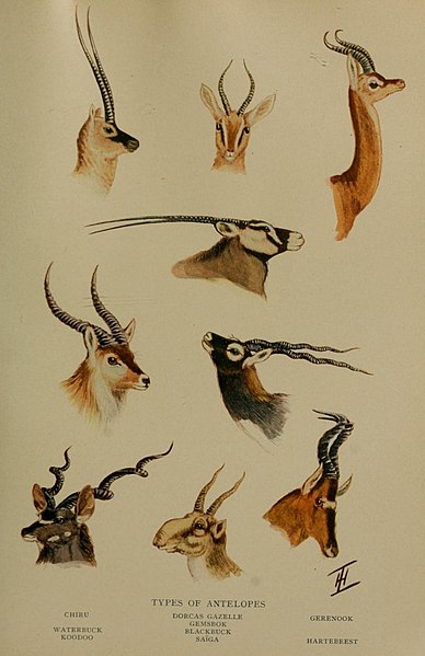 File:The life of animals (Colored Plate 9) (7171947636).jpg
