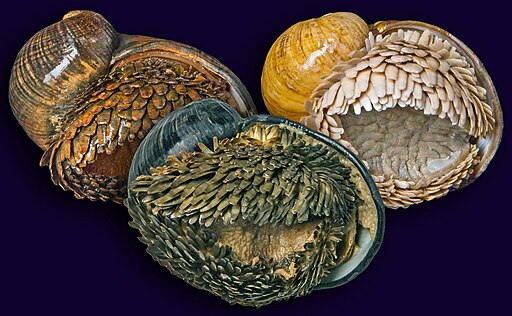 Three populations of Chrysomallon squamiferum