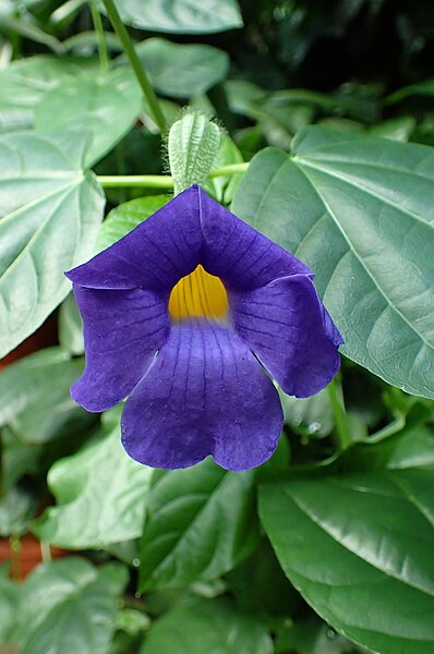 File:Thunbergia battiscombei kz1.jpg