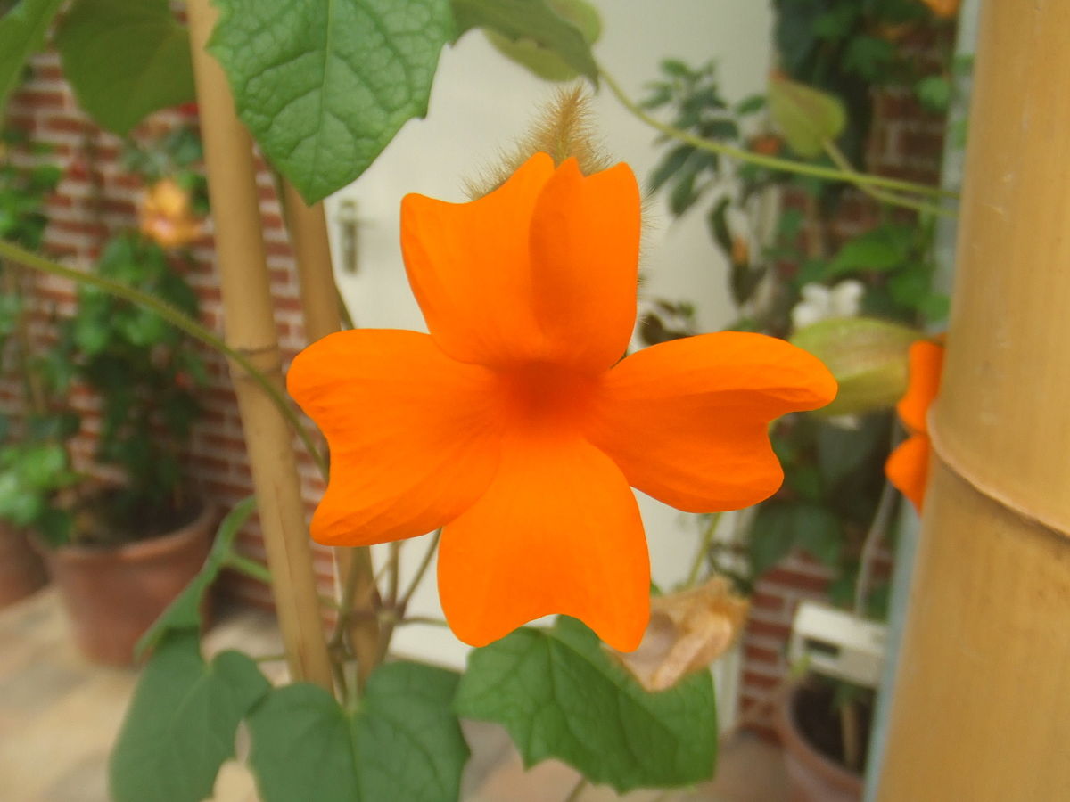 thunbergia gregorii