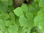 Tilia × europaea leaves