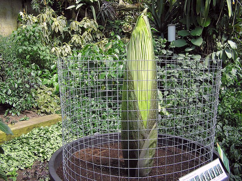 File:Titan.arum.kewgardens.london.arp.jpg