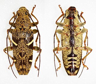 <i>Tmesisternus dissimilis</i> Species of beetle