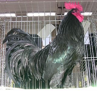 <span class="mw-page-title-main">Tomaru</span> Japanese breed of chicken