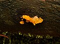 Witch's butter (Tremella mesenterica) growing on a slimy log.