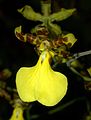 Trichocentrum splendidum flower