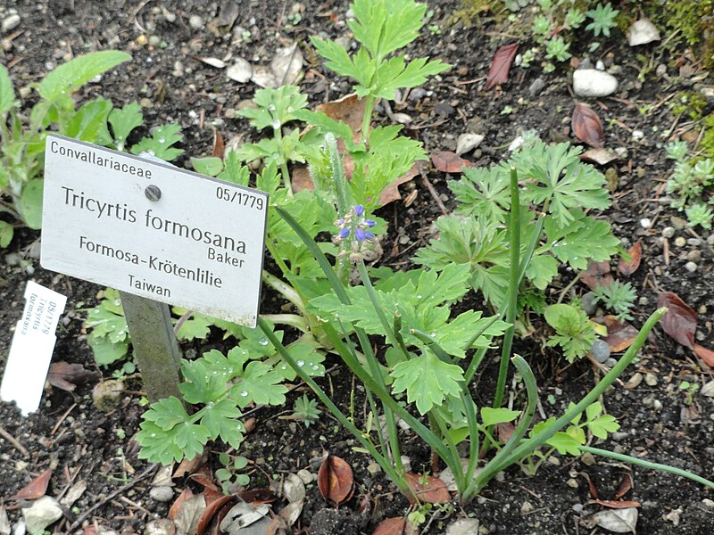 File:Tricyrtis formosana - Botanischer Garten München-Nymphenburg - DSC07591.JPG