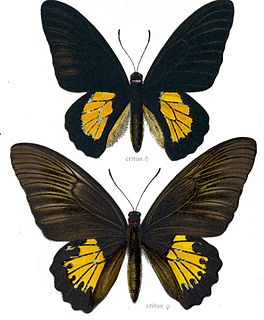 <i>Troides criton</i> species of insect