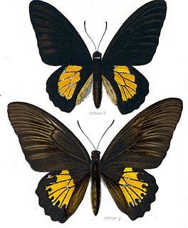 <i>Troides criton</i>