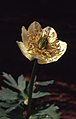 Trollius albiflorus flower