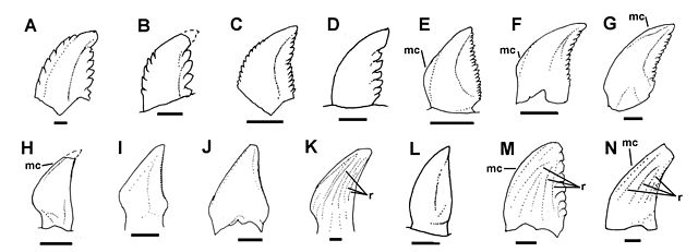 Comparison of troodontid teeth; E and H are Sinornithoides