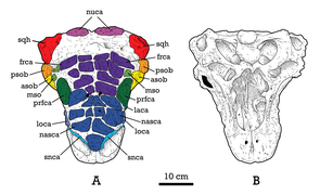 Cranial diagram of the holotype skull of Tsagantegia