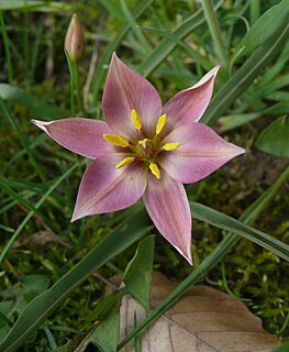 <i>Tulipa humilis</i> species of plant