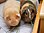 Two adult Guinea Pigs (Cavia porcellus).jpg