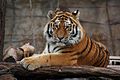 Тыгр уссурийский (Panthera tigris altaica) .jpg