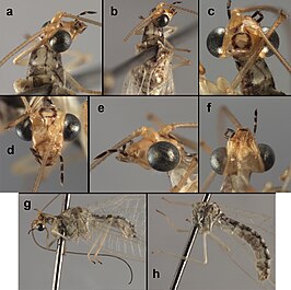 Ungla pallescens