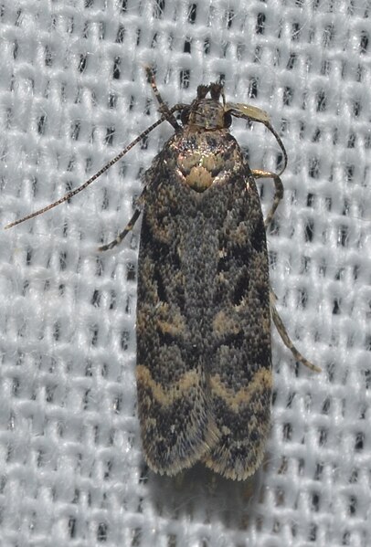 File:Unidentifed moth (18496168264).jpg