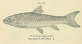 Varicorhinus nelspruitensis