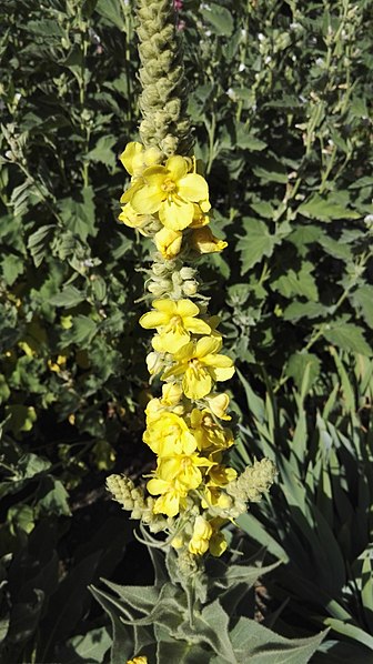 File:Verbascum densiflorum Bertol.-1F.jpg