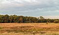 Verruigd biotoop in warm avondlicht. Locatie, natuurgebied Delleboersterheide – Catspoele.