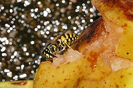 Vespula vulgaris on pear.