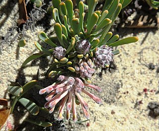 <i>Vexatorella obtusata <span style="font-style:normal;">subsp.</span> obtusata</i> Subspecies of flowering plant