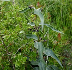 Vincetoxicum nigrum (Dompte-vénin)