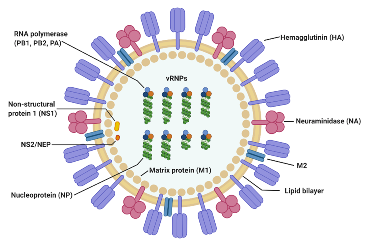 Influenza A virus - Wikipedia