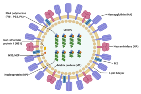 Viruses-12-00504-g001.webp