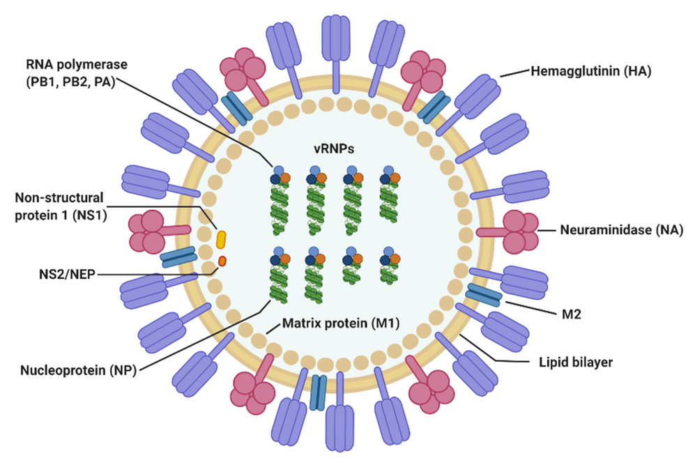 Influenza A Virus-avatar