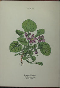 Plate 4 Viola odorata