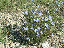 Wahlenbergia capillaris - Wikipedia