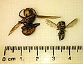 Wasp and Hornet Belly 2.jpg