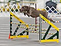 Weimaraner