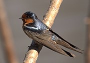 Hirundo neoxena