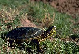 Westelijke sierschildpad